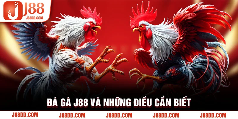 Đá gà J88 và những điều cần biết