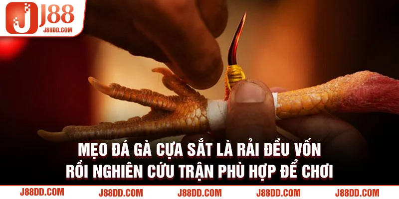 Mẹo đá gà cựa sắt tại nhà cái J88 COM