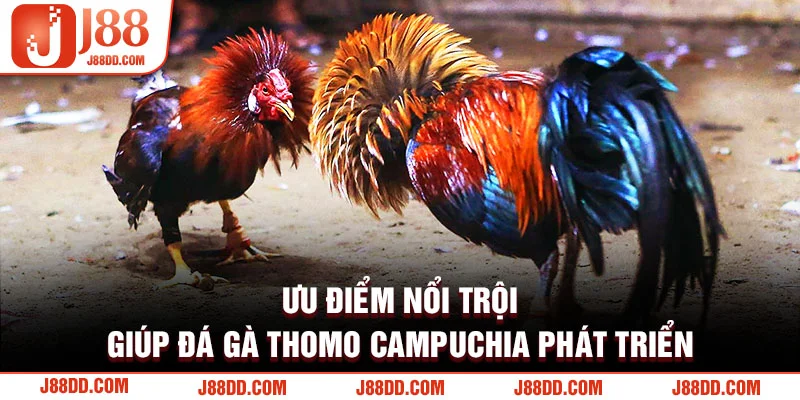 Ưu điểm nổi trội đá gà Thomo Campuchia